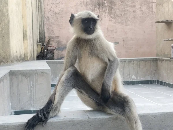 라자스탄의 동물원에 원숭이의 — 스톡 사진