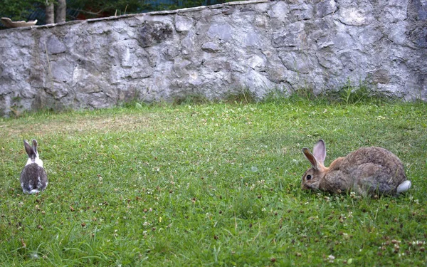 Двоє Милих Домашніх Кроликів Їдять Зелену Траву — стокове фото
