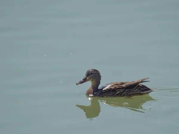 Een Close Van Een Bruine Eend Zwemmen Het Meer Het — Stockfoto