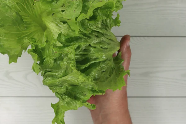 Uma Mão Masculina Segurando Uma Salada Gelo Verde Horticulturalmente Cultivada — Fotografia de Stock