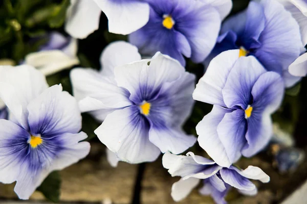 Closeup Shot White Purple Violas Blooming Garden — Stock Photo, Image