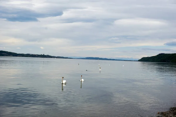 Cielo Nublado Sobre Lago Con Cisnes Flotando — Foto de Stock
