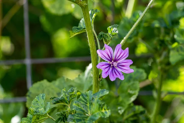 緑のぼかしの背景に紫色の芝生のクローズアップショット — ストック写真