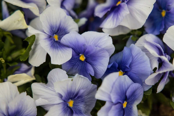 Closeup Shot White Purple Violas Blooming Garden — Stock Photo, Image