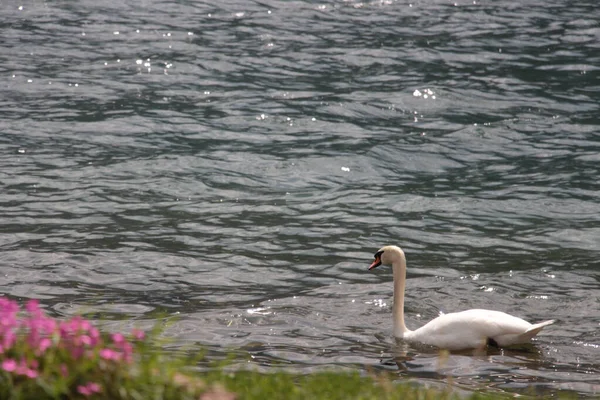 Gros Plan Cygne Blanc Dans Lac Avec Eau Brillante — Photo