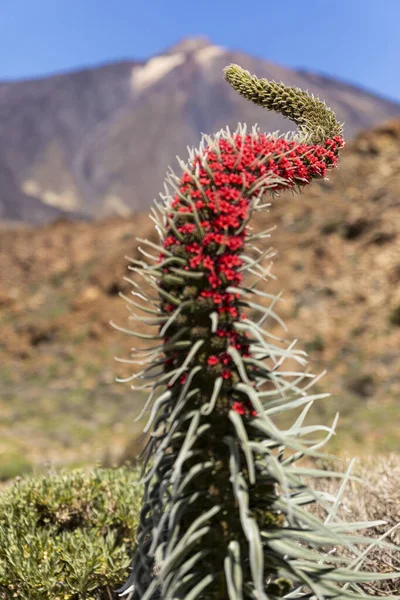 Tiro Vertical Echium Wildpretii Parque Nacional Teide Sob Luz Sol — Fotografia de Stock