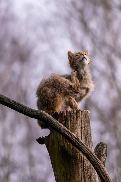 背景がぼやけた木の幹に座っている茶色の猫の垂直ショット — ストック写真