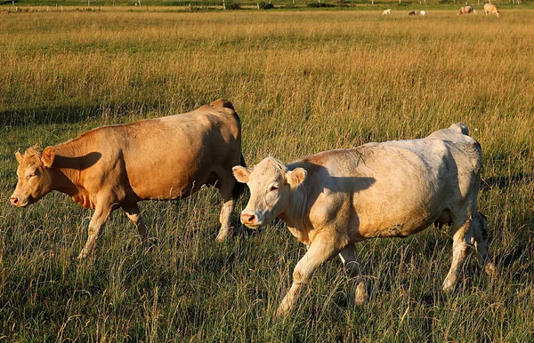 Çiftlikte Yürüyen Iki Charolais Sığırı — Stok fotoğraf