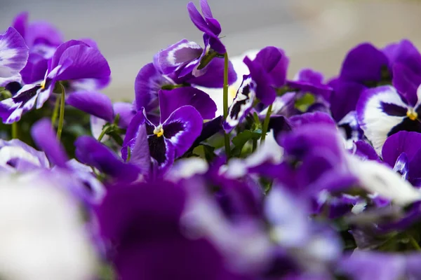 Zbliżenie Ujęcie Białych Purpurowych Rogatych Fiołków Kwitnących Ogrodzie — Zdjęcie stockowe