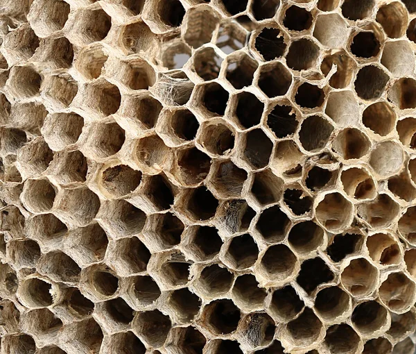 Bee Hive Texture Background — Stock Photo, Image