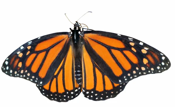 白色背景上的美丽的Monarc蝴蝶 — 图库照片