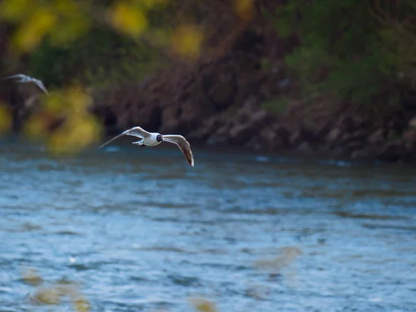 Uccello Sterna Comune Grigio Che Sorvola Fiume Che Scorre Nel — Foto Stock