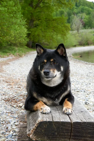 木製のベンチに寝そべって川を見る黒い柴犬 — ストック写真