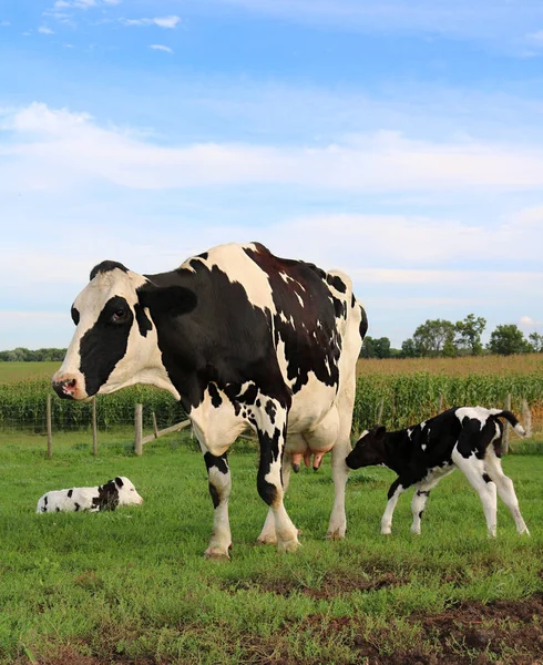 Busy Holstein Cow Mother Twin Calves Farm — Stock Photo, Image