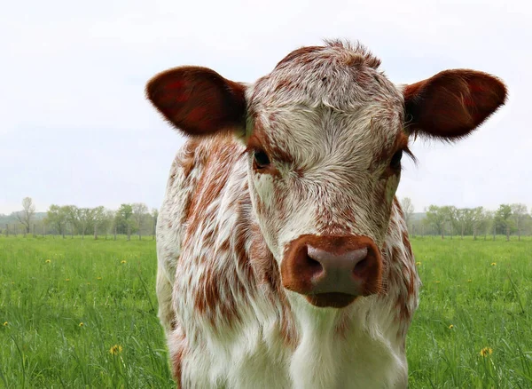 Ein Roan Kalb Auf Dem Feld — Stockfoto