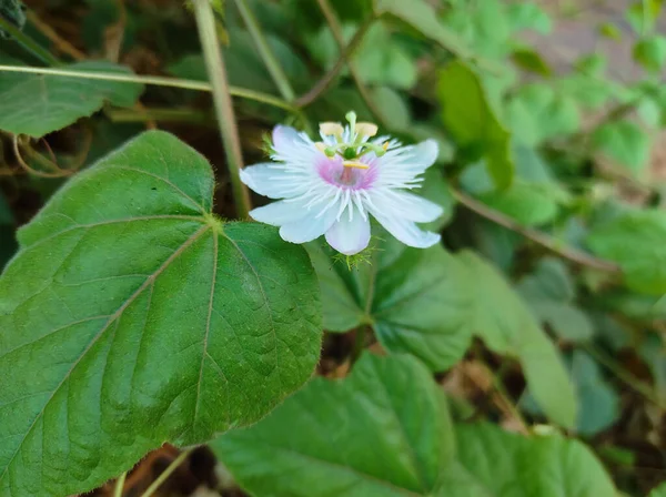 Close Beautiful White Flower — Stock Photo, Image