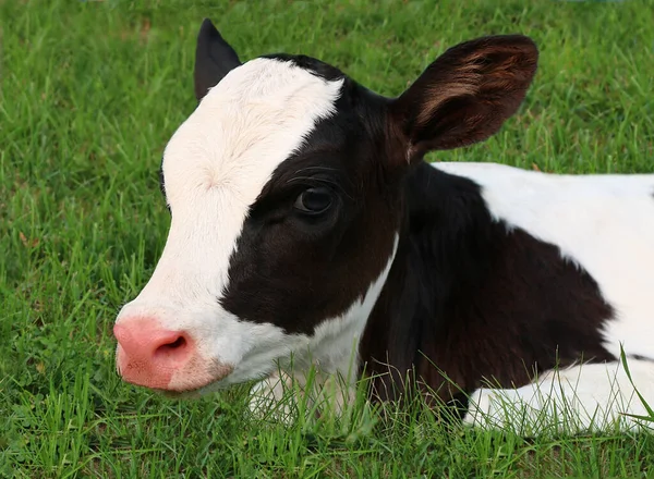 Nowonarodzone Cielę Holstein Leżące Trawie — Zdjęcie stockowe