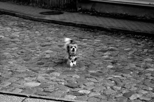 Ένα Υψηλής Κλίμακας Πλάνο Ενός Σκύλου Ένα Πλίνθινο Δρόμο Πεζοδρόμια — Φωτογραφία Αρχείου