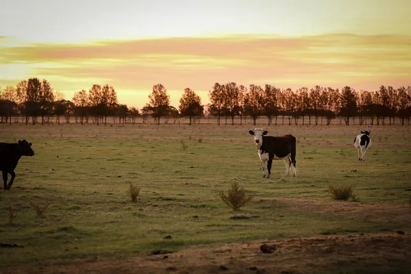 Grupo Vacas Pastando Campo — Fotografia de Stock