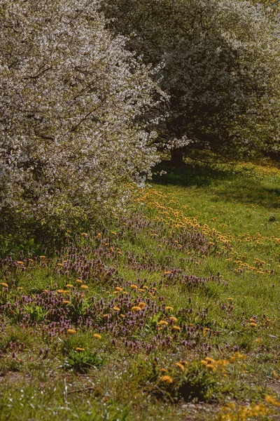 Tiro Vertical Uma Paisagem Parque Com Flores Amarelas Árvores Florescentes — Fotografia de Stock