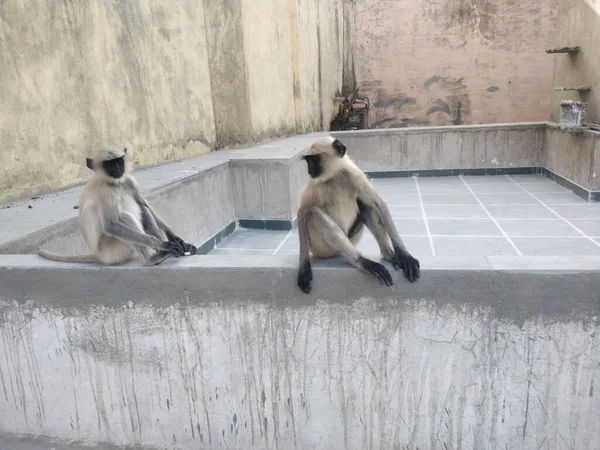 Nahaufnahme Zweier Schwarzgesichtiger Affen Zoo Von Rajasthan Indien — Stockfoto