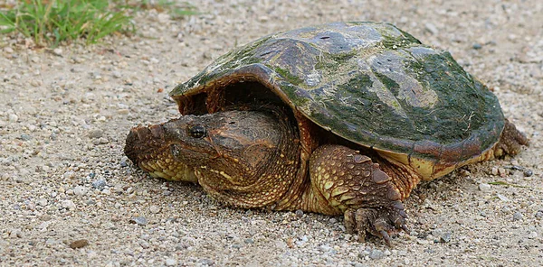 Common Snapping Turtle Ground — Stock Photo, Image