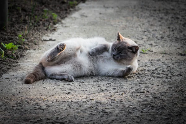 Gato Marrom Fofo Bonito Adorável Que Coloca Caminho Jardim — Fotografia de Stock