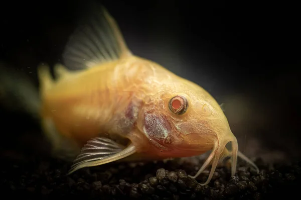 Närbild Albino Corydoras Aeneus Fisk Simmar Vattnet — Stockfoto