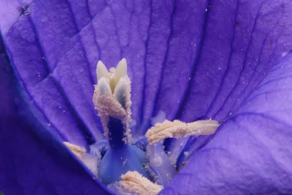 Makro Ujęcie Pistilów Delikatnego Fioletowego Kwiatu Dla Tła Faktur — Zdjęcie stockowe