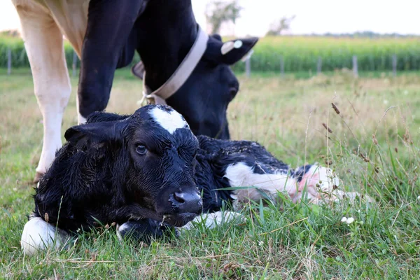 Bezerro Holandês Muito Novo Com Vaca Mãe — Fotografia de Stock