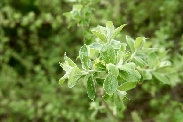 Primo Piano Delle Foglie Salvia Verde Che Crescono Giardino — Foto Stock