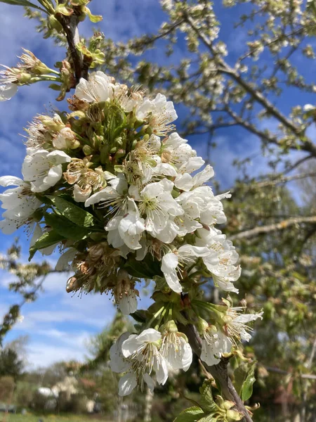 Tiro Close Flores Cerejeira Branca — Fotografia de Stock