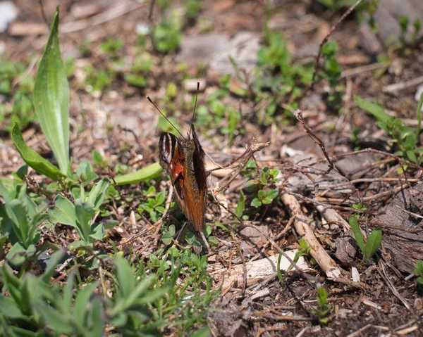 Gros Plan Beau Papillon Coloré Sur Sol Recouvert Petites Plantes — Photo