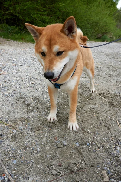 Ein Brauner Shiba Inu Hund Sand — Stockfoto