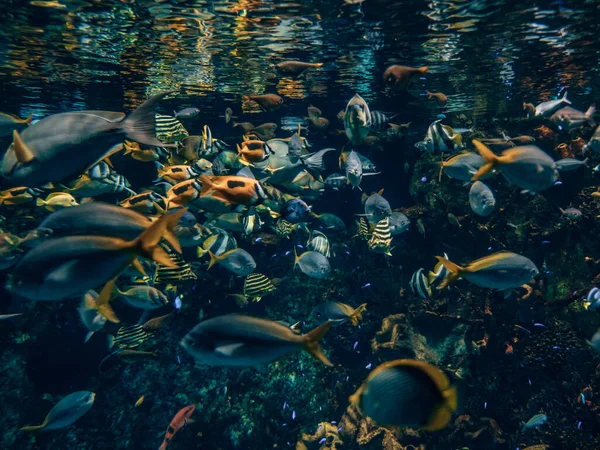 在日本大阪的一个水族馆里游泳的一群鱼 — 图库照片