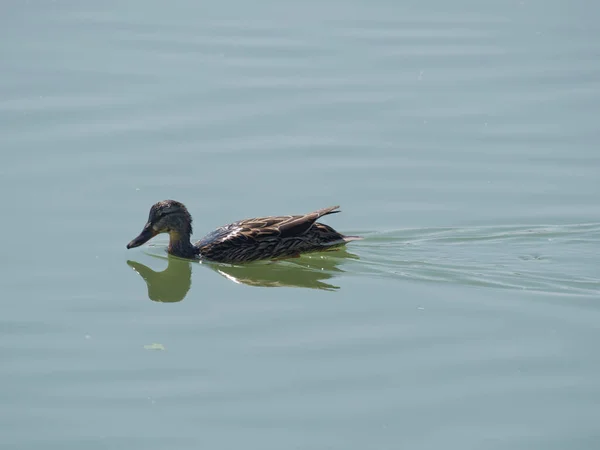 Een Close Van Een Bruine Eend Zwemmen Het Meer Het — Stockfoto