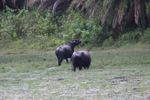 Two Dark Black Buffalo Wild Nature — Stock Photo, Image