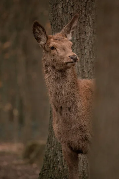 Een Verticaal Schot Van Een Bruin Hert Een Wazige Achtergrond — Stockfoto