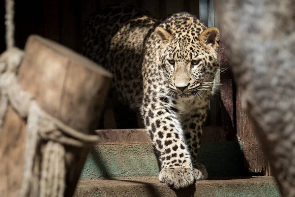 Closeup Shot Beautiful Leopard Madrid Zoo — Stock Photo, Image