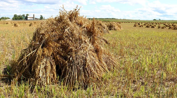 Säd Kom Fältet — Stockfoto