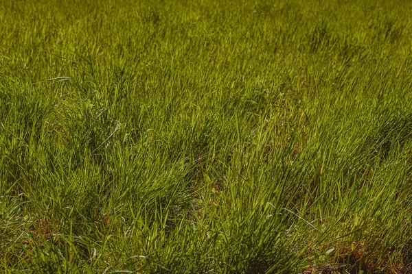 Primer Plano Campo Con Hierba Verde Fresca Perfecto Para Fondo — Foto de Stock