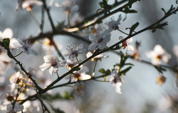 Tiro Close Belas Flores Cereja Galhos Árvore — Fotografia de Stock