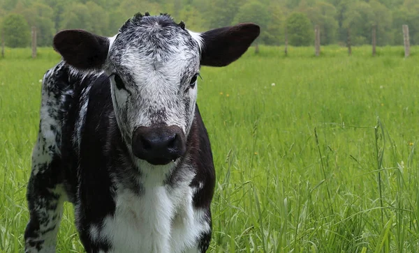 Egy Roan Borjú Mezőn — Stock Fotó