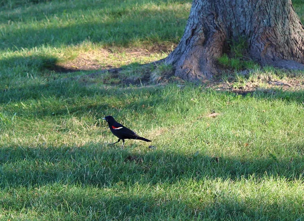 Melro Asa Vermelha Caminhar Num Parque — Fotografia de Stock