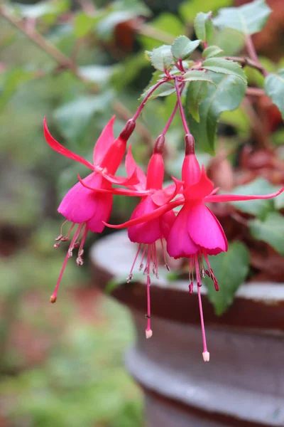 Vertikální Záběr Růžové Hybridní Fuchsia Květiny Rozmazaném Pozadí — Stock fotografie