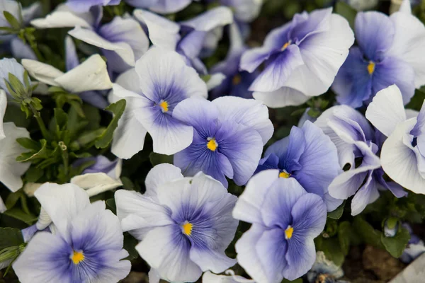 庭に咲く白と紫のビオラのクローズアップ — ストック写真