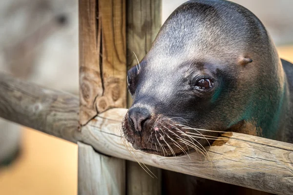 Leão Marinho Bonito Descansando Uma Cerca Madeira — Fotografia de Stock