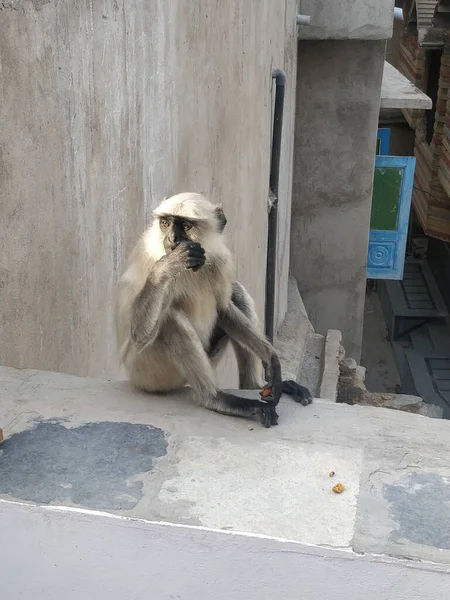 Sebuah Gambar Vertikal Dari Monyet Berwajah Hitam Kebun Binatang Rajasthan — Stok Foto