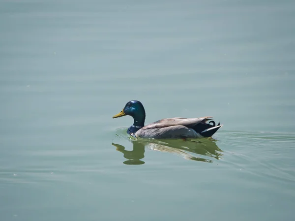 在公园的湖中游泳的一只漂亮的野鸭的特写镜头 — 图库照片