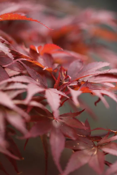 Крупный План Красных Японских Листьев Кленового Дерева — стоковое фото